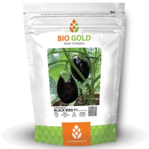 Hybrid Brinjal Black Bird F1, 10g Pkt
